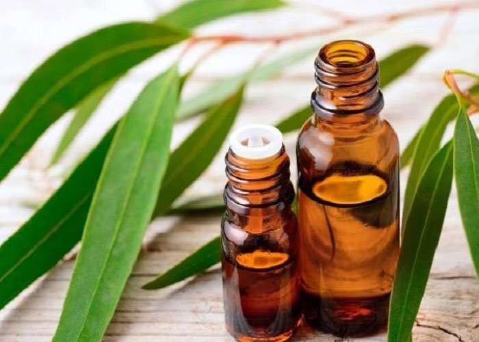 Bạch đàn giúp điều hòa cột sống và giảm đau thần kinh tọa ra sao?