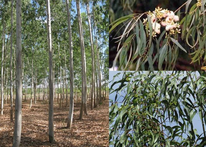 Bạch đàn giúp điều hòa cột sống và giảm đau thần kinh tọa ra sao?
