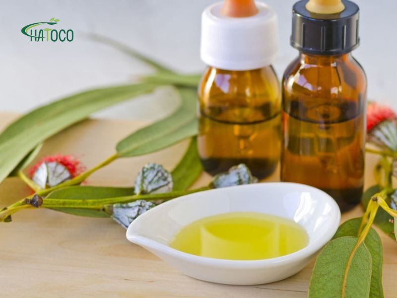 bach-dan-giup-dieu-hoa-cot-song-va-giam-dau-than-kinh-toa-ra-sao-1