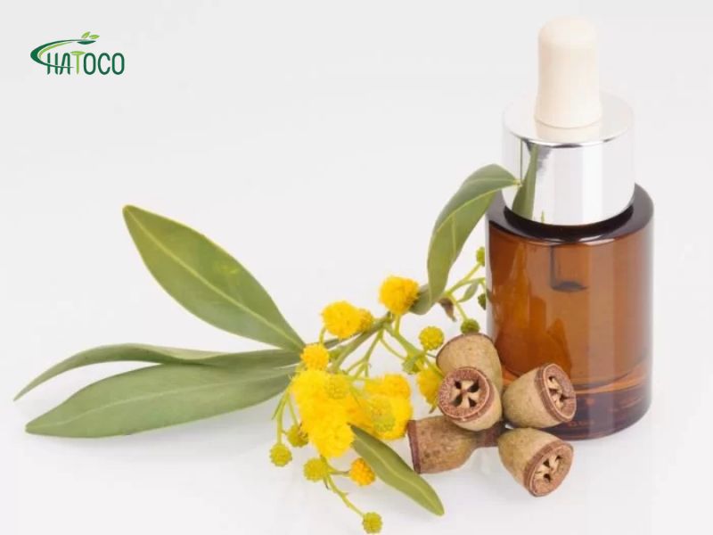 bach-dan-giup-dieu-hoa-cot-song-va-giam-dau-than-kinh-toa-ra-sao-2