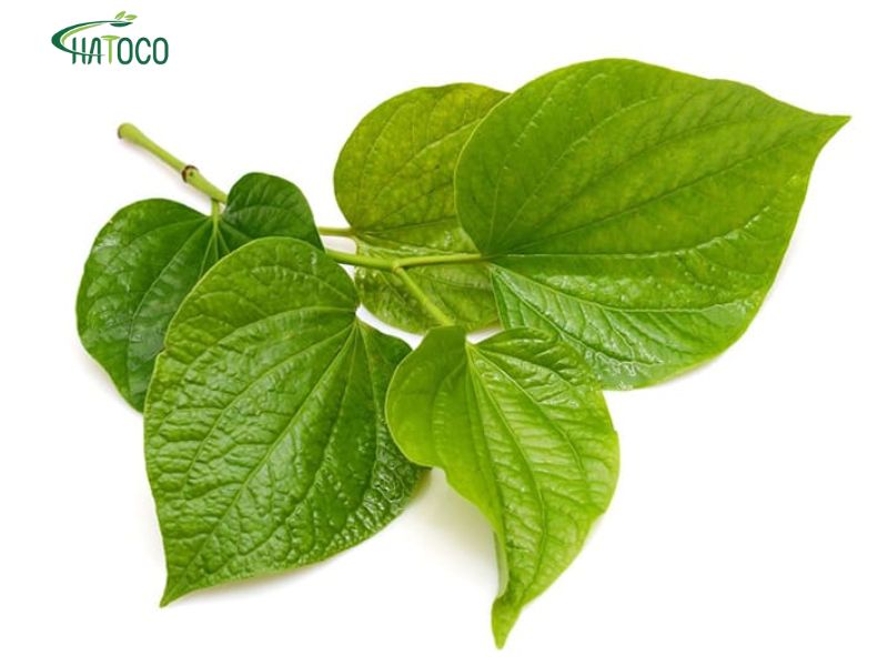 cach-cac-thao-duoc-ket-hop-giup-giam-viem-lung-hieu-qua-2