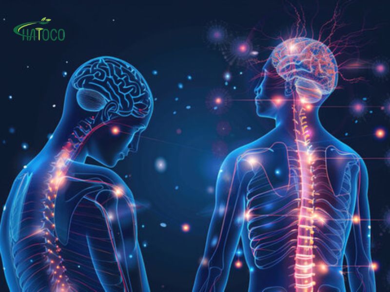 dai-lung-thao-duoc-co-ho-tro-cai-thien-he-than-kinh-khong-1