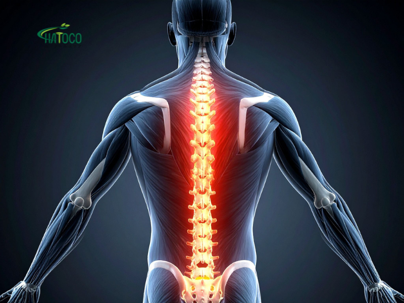 dai-lung-thao-duoc-co-ho-tro-giam-dau-lung-do-thoai-hoa-dot-song-khong