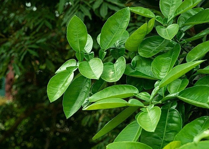 Lá bưởi có tác dụng gì trong đai lưng thảo dược?