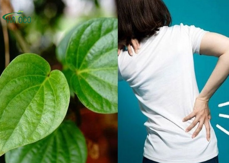 la-lot-co-giup-giam-dau-lung-khong-1