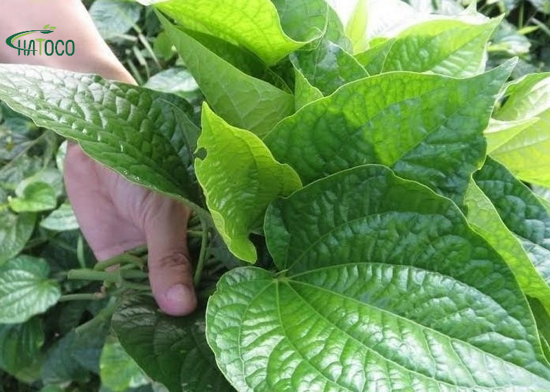 la-lot-co-giup-giam-dau-lung-khong