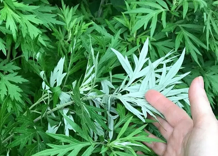 Ngải cứu trong đai lưng thảo dược: Công dụng và lợi ích