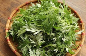 Ngải cứu miền nam gọi là gì? Sử dụng tốt cho sức khỏe ra sao?