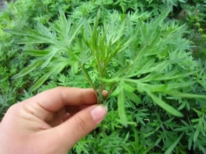 Ngải cứu miền nam gọi là gì? Sử dụng tốt cho sức khỏe ra sao?