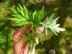 Cây ngải cứu trị bệnh gì? Sử dụng đúng cách thế nào?