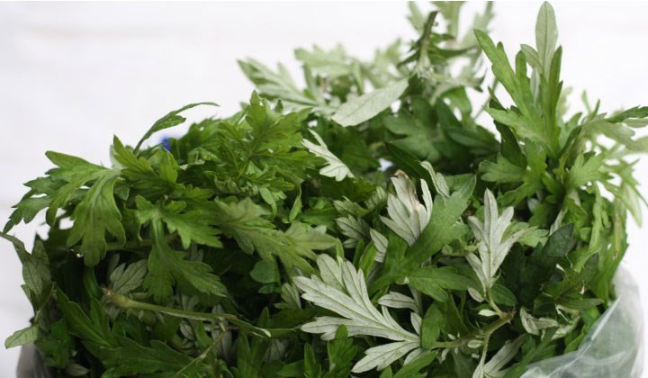 Cây ngải cứu trị bệnh gì? Sử dụng đúng cách thế nào?