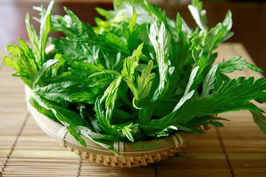 Gừng muối ngải cứu chữa được bệnh gì?