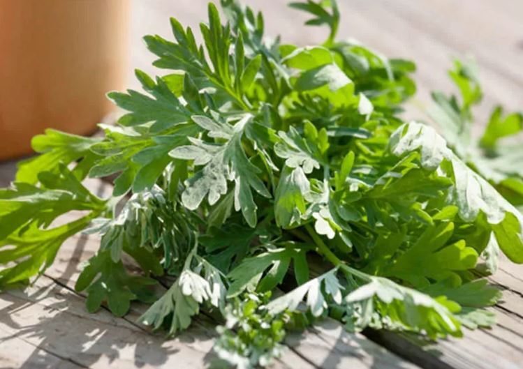 Ngải cứu có tác dụng gì? Bài thuốc chữa bệnh hiệu quả
