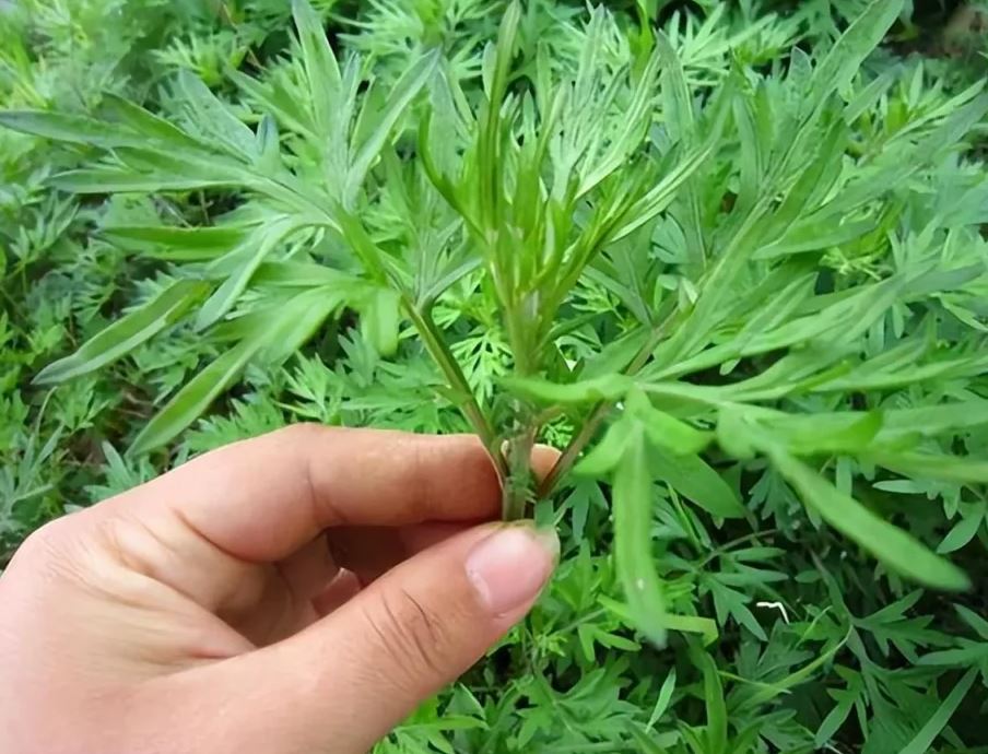 Cây ngải cứu là gì? Có công dụng ra sao đối với sức khỏe?