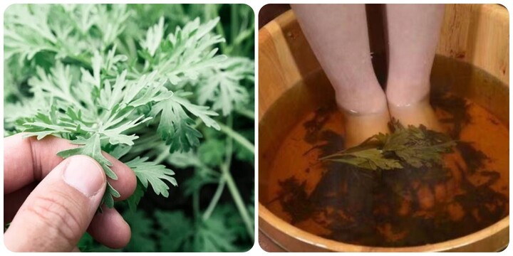 Ngâm chân ngải cứu có tác dụng gì?