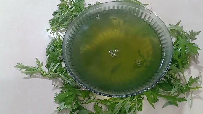 Uống nước ngải cứu tươi hàng ngày có tốt không?