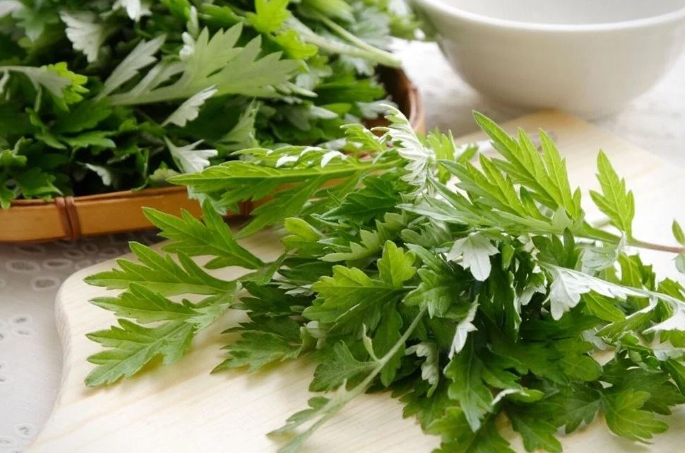 Xông lá ngải cứu có tác dụng gì