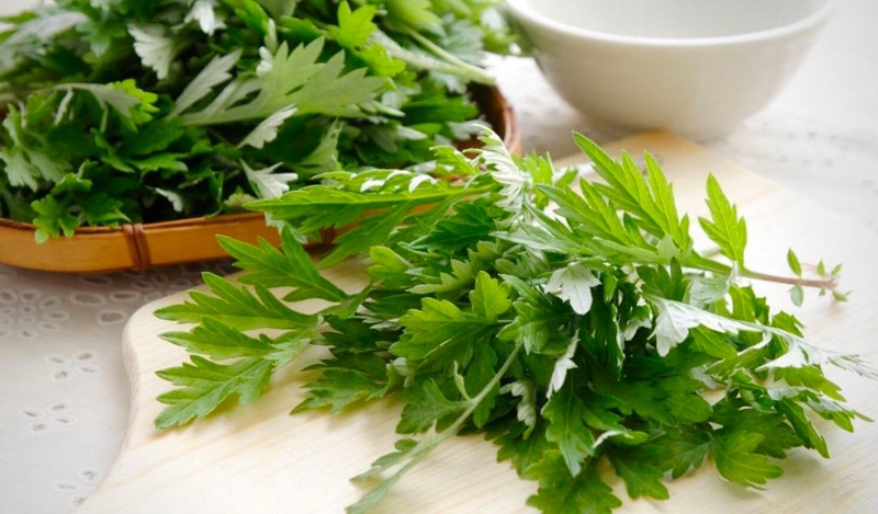 Ăn ngải cứu có tác dụng gì? Những ai nên và không nên sử dụng?