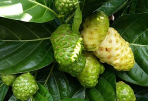 Cách ngâm trái nhàu trị đau lưng đơn giản tại nhà