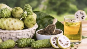 Cách ngâm trái nhàu trị đau lưng đơn giản tại nhà