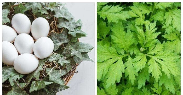 Ngải cứu kỵ gì? Ăn đúng cách thế nào?