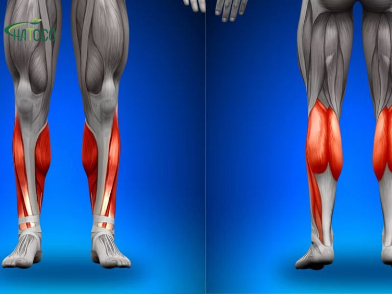 meo-chua-cang-co-bap-chan-2